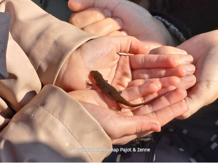 Op zoek naar waterdiertjes